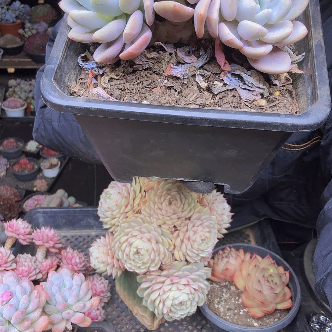 ۵***࿐001奥橙一物一拍奥橙