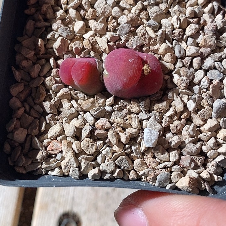 漆***涟3370。   双头。    