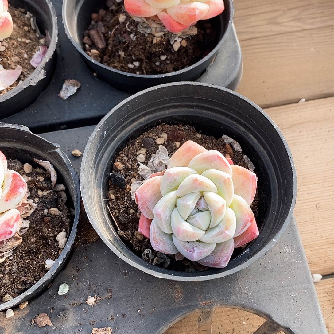 04。冰玉单头。福利多多