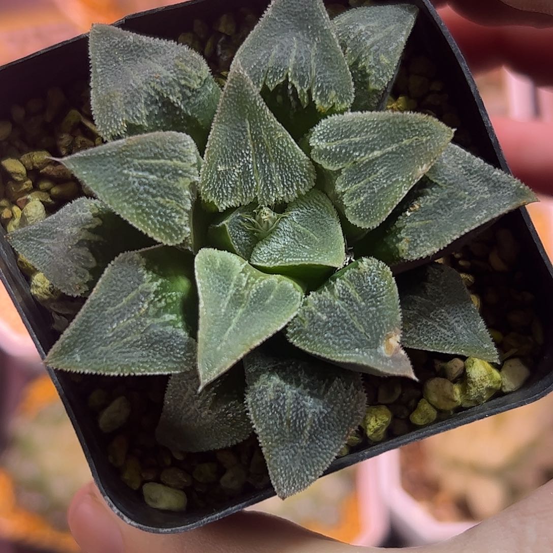 红红火火恍恍惚惚