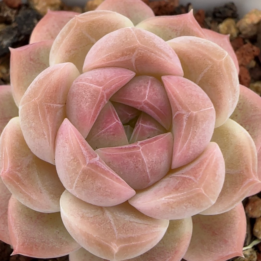 花语逸镜0203-697