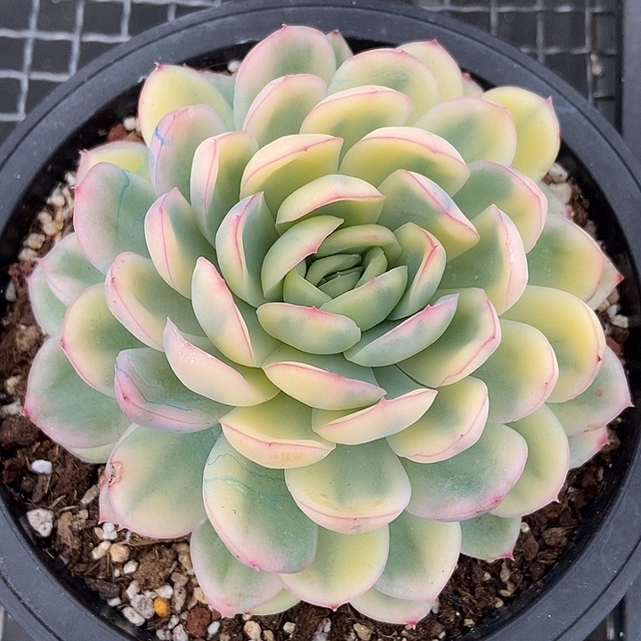 草莓冰锦大单头的