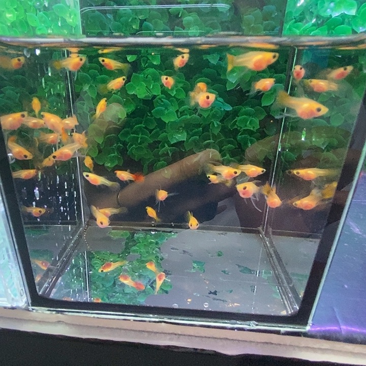 *****孔雀鱼琉璃玻璃猫包缸