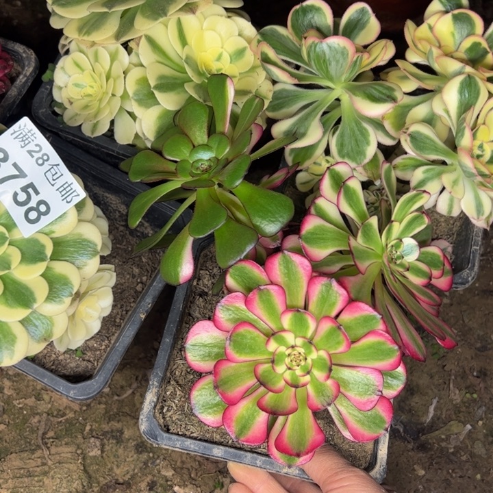 3758五颗不包损多肉