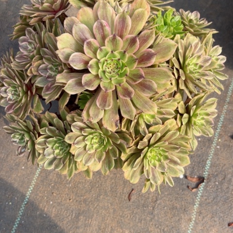 多肉植物花脸粉黛