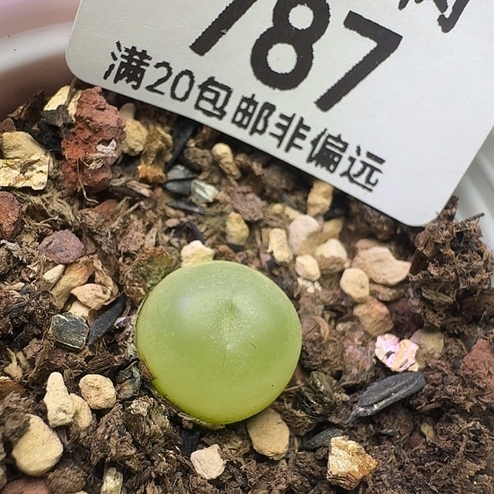 拉登1.0带盆土。           