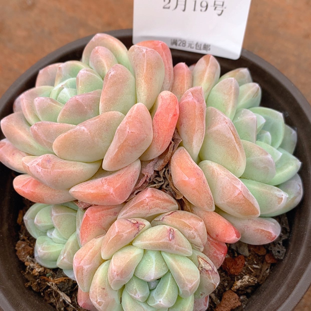 【闪购商品】云104