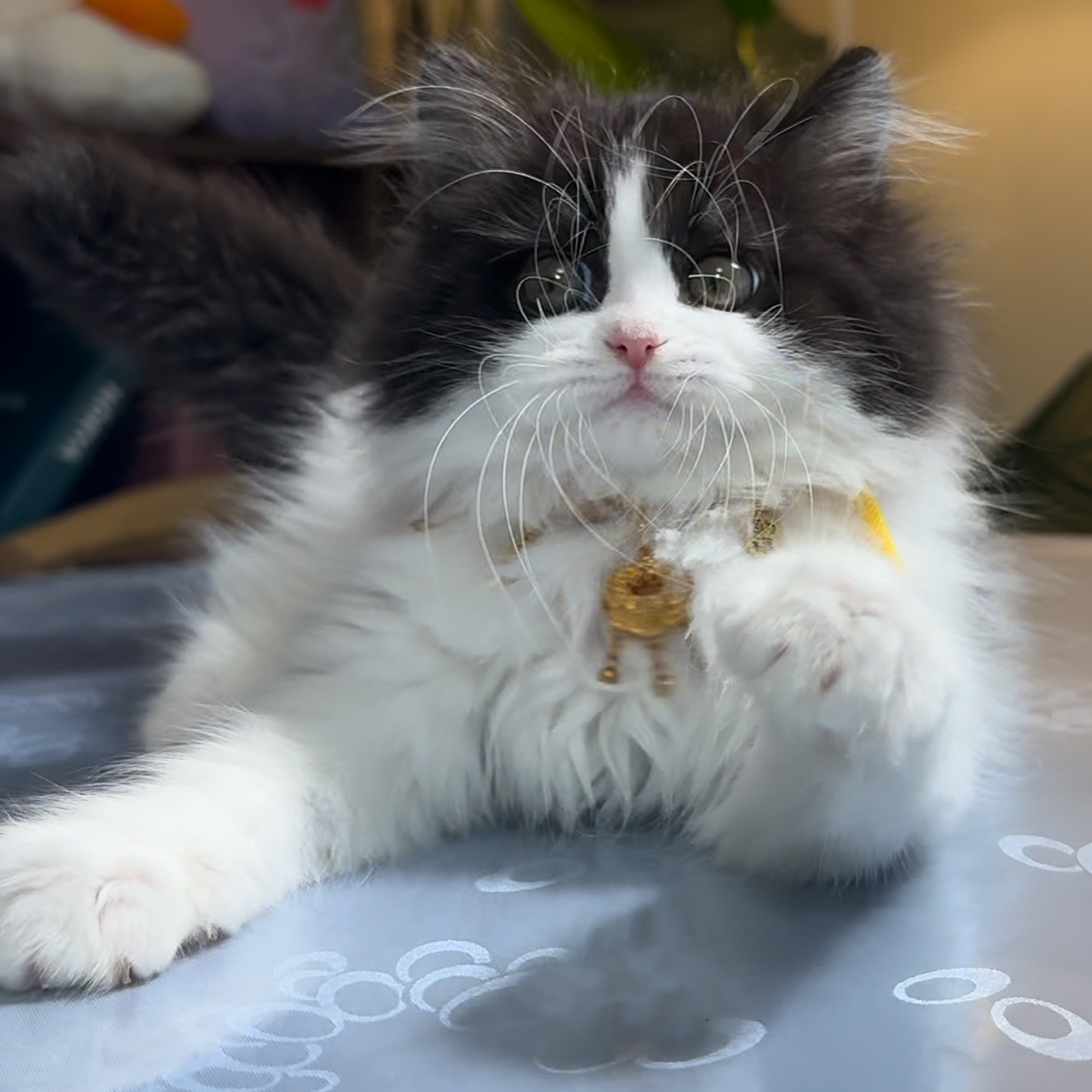 （宠好多）长毛短毛布偶金渐层金虎斑高地曼基康缅因乳白拿破仑