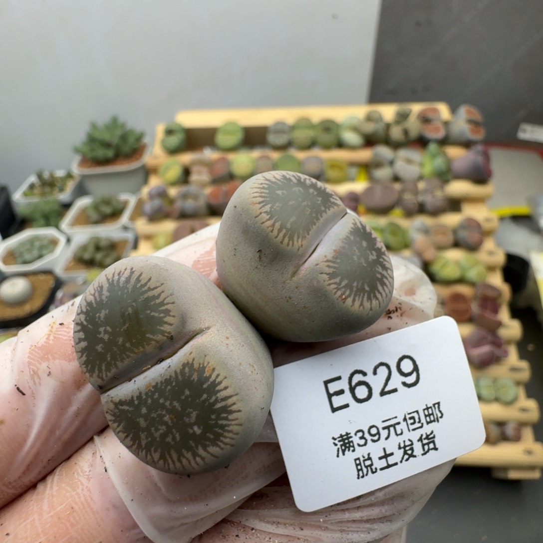629多肉哈哈哈哈哈哈哈哈哈