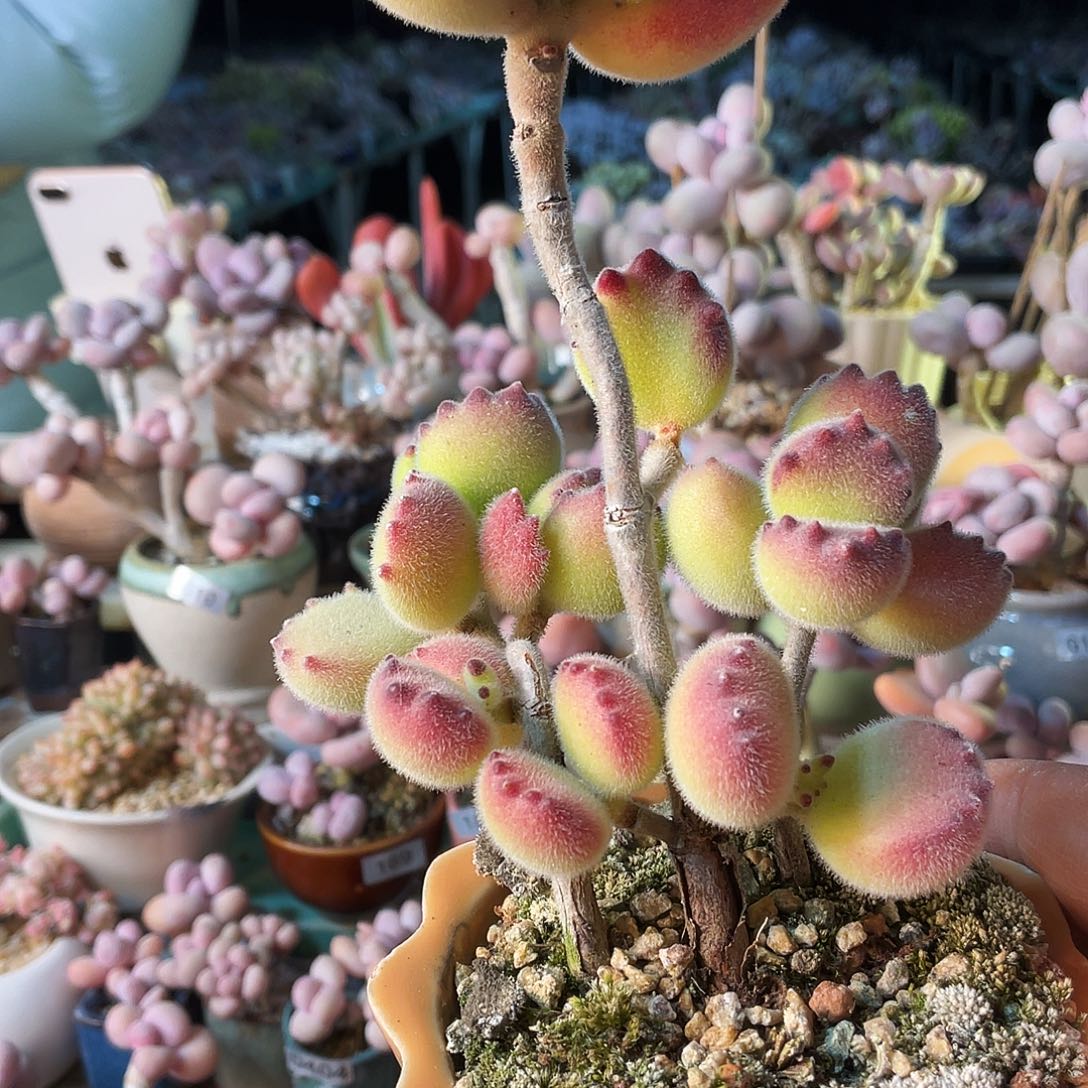 走*.多肉植物的生长发育与生长发育