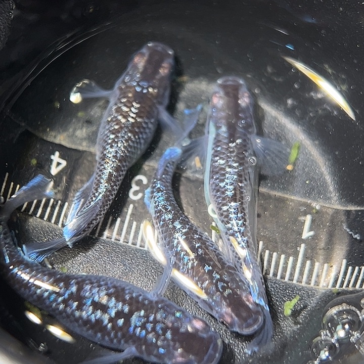 海水鱼礼服星光一组30