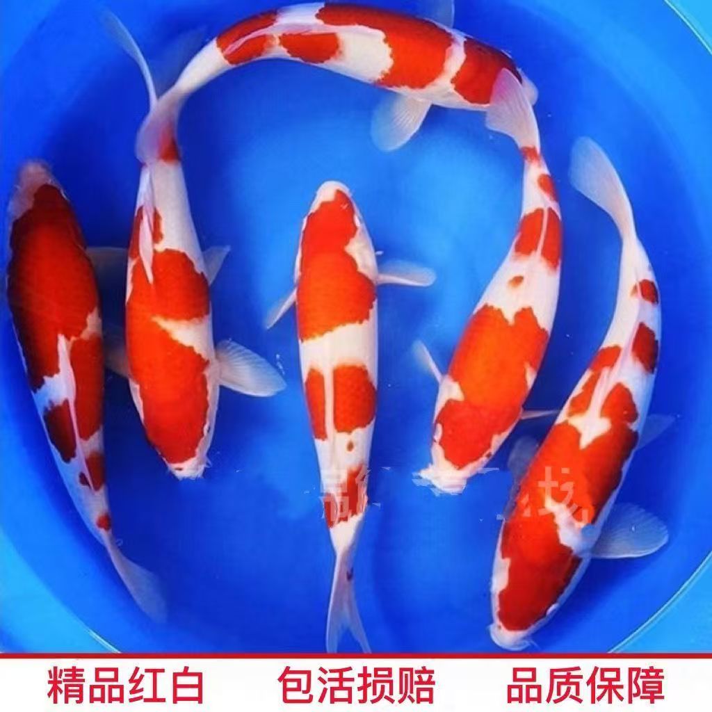 纯种红白锦鲤鱼活体冷水淡水观赏鱼苗好养耐活鲤鱼金鱼
