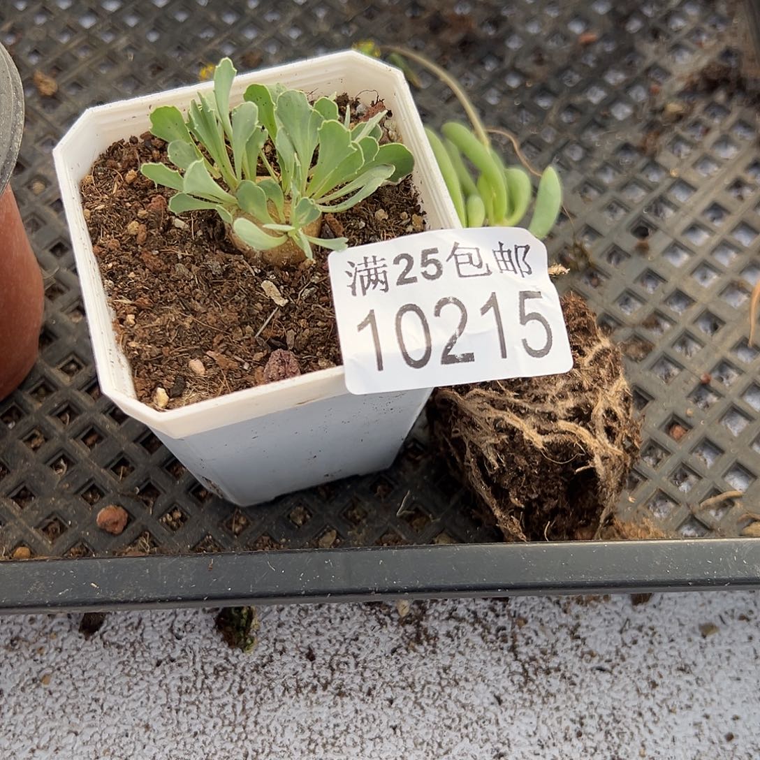 杨***勇卡拉菲215，一物一拍