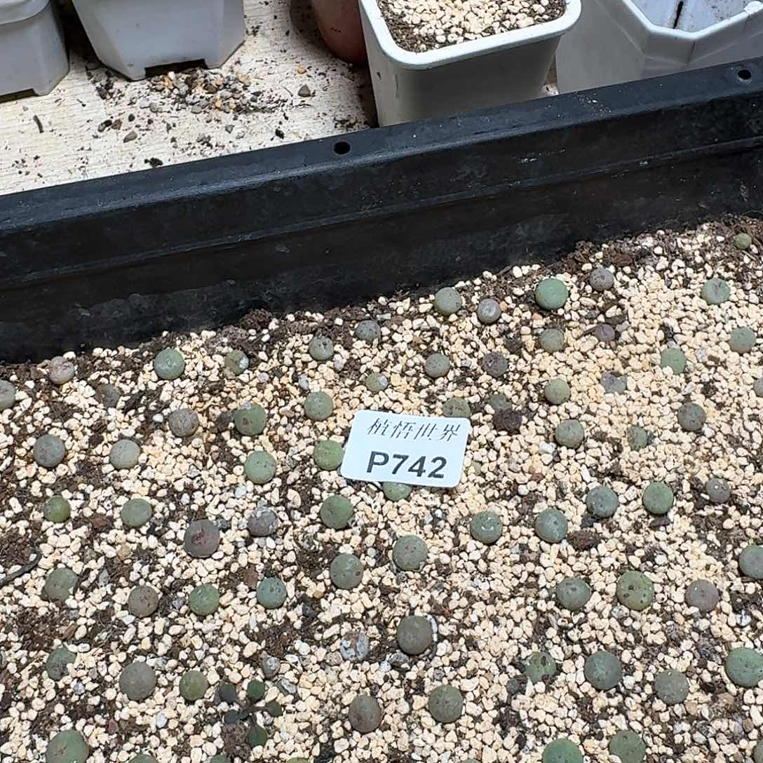 742盒多肉植物哇cv吧