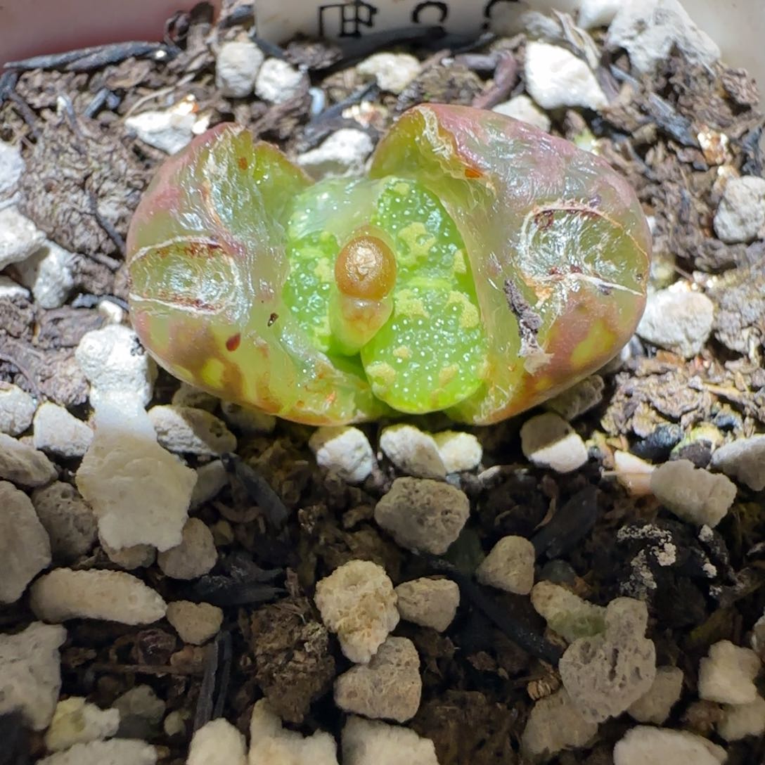 肉锥多肉植物百科4-泡泡勋284