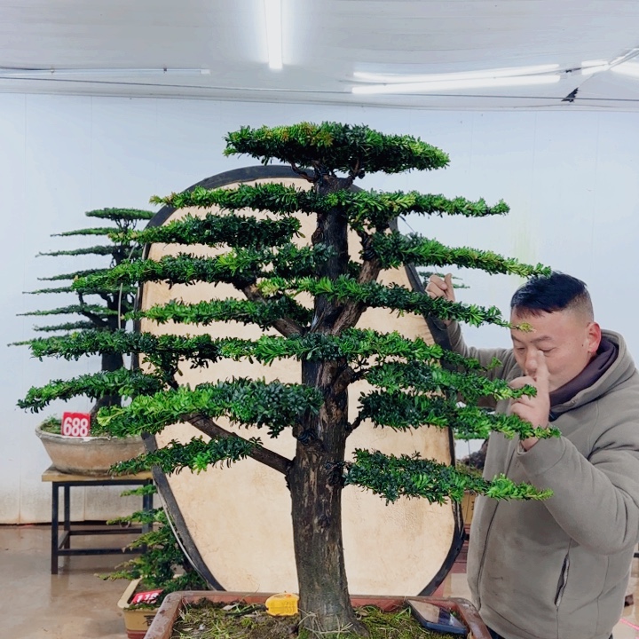 长***司无花朵盆景园林……