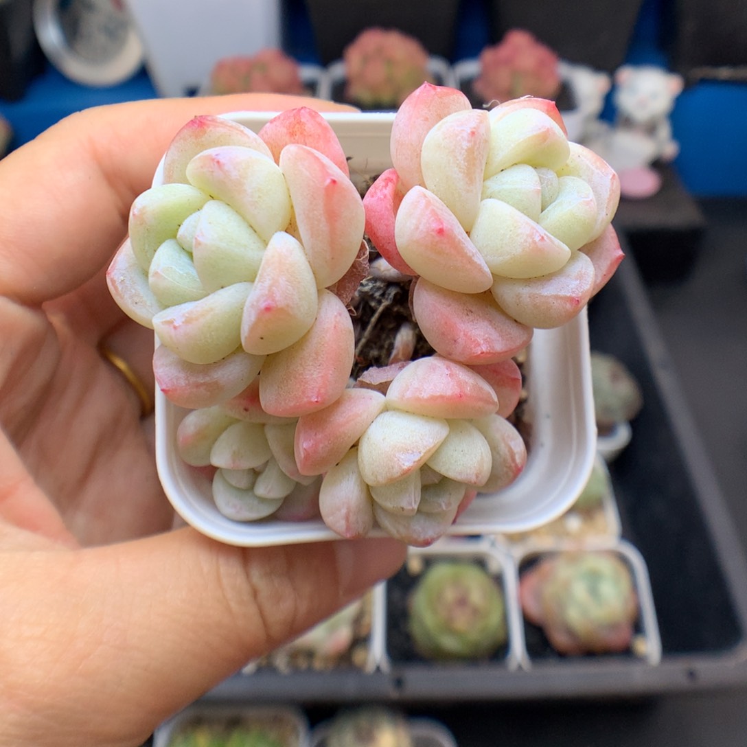 多肉。冰玉。    21