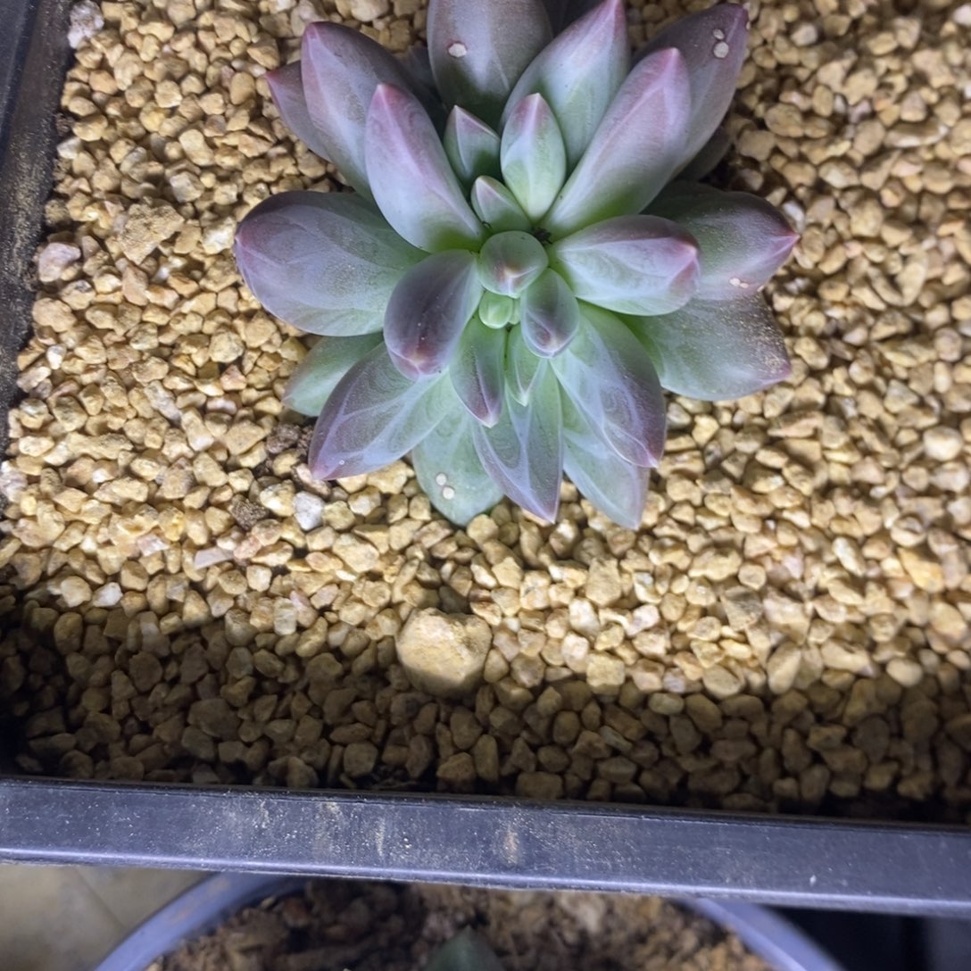 雪戴丽。             