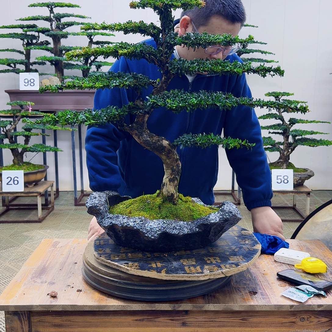 无花朵珍珠红芽罗汉松造型盆景