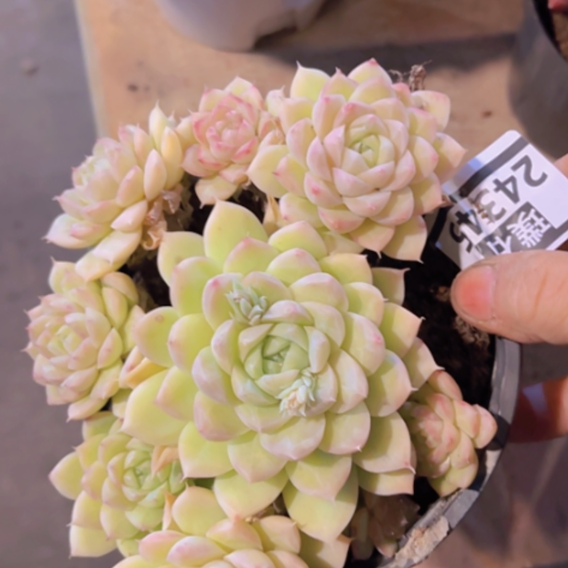 【闪购商品】麦秆24345