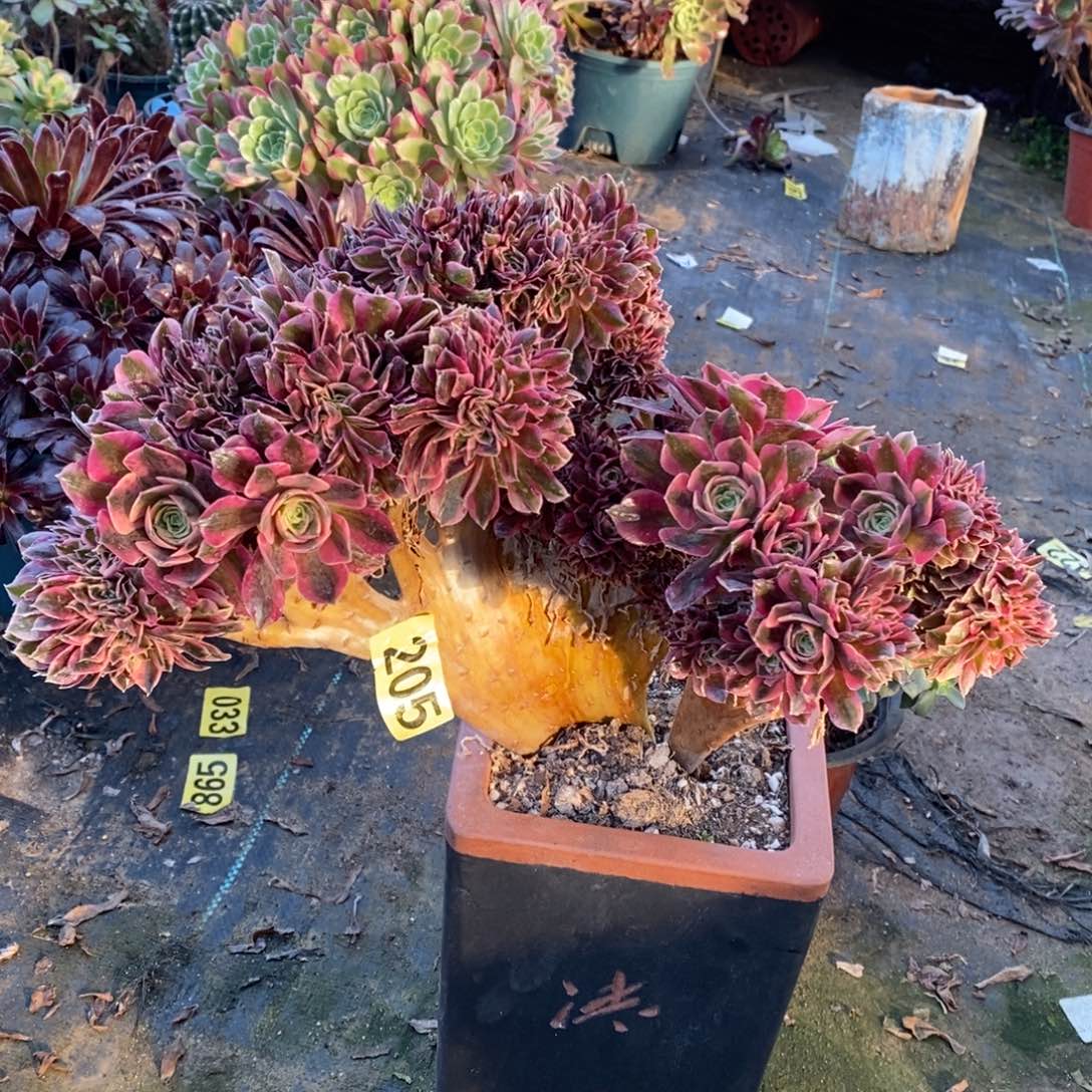 粉女巫缀多肉法师205