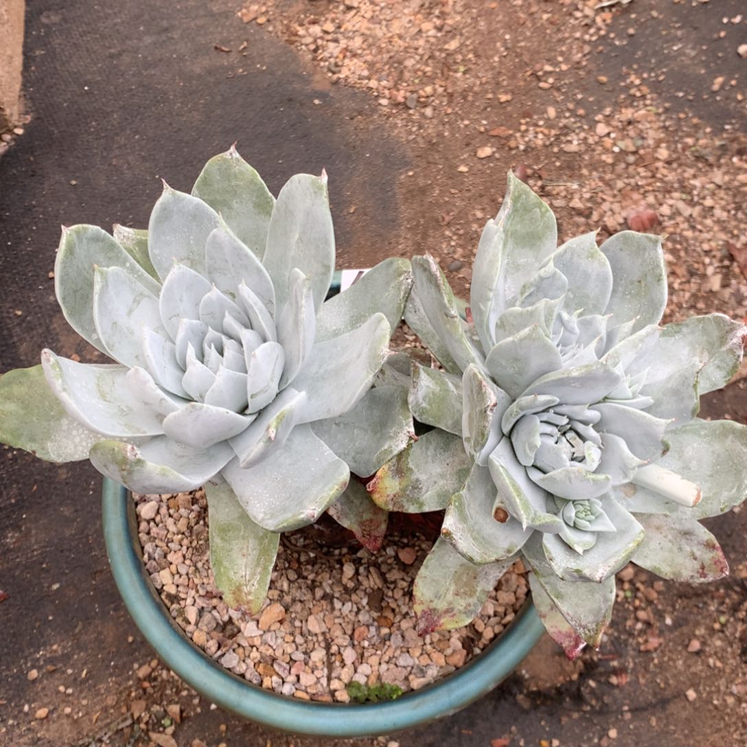 浦西非克，2月8日发货多肉