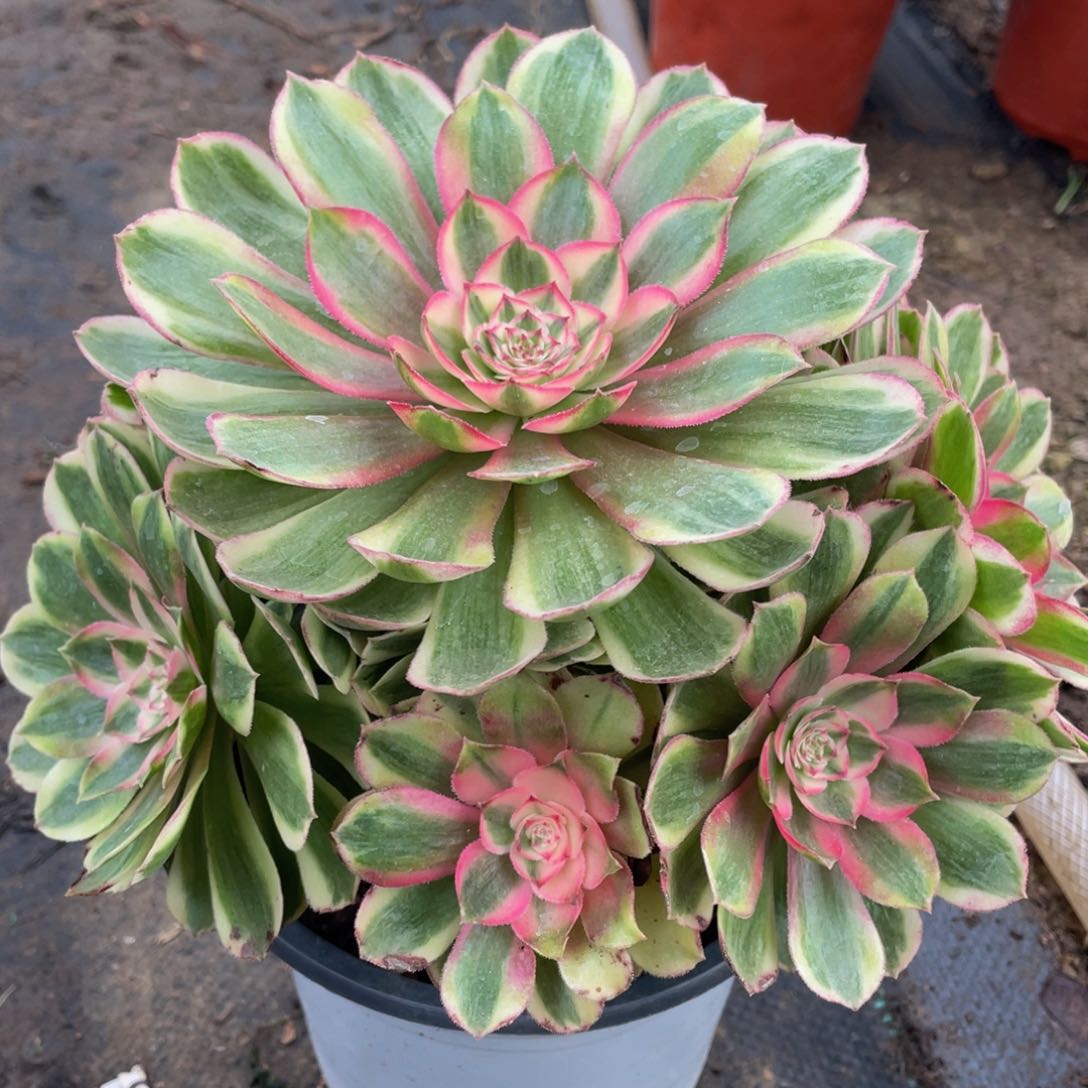 602半糖荔枝精品法师老桩