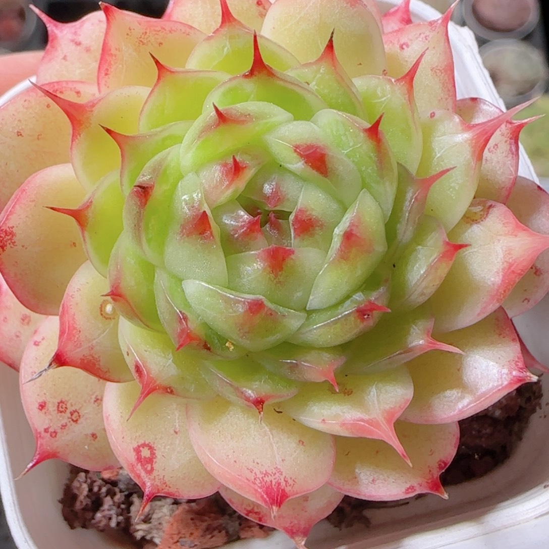 花语多肉1221-128母本海心