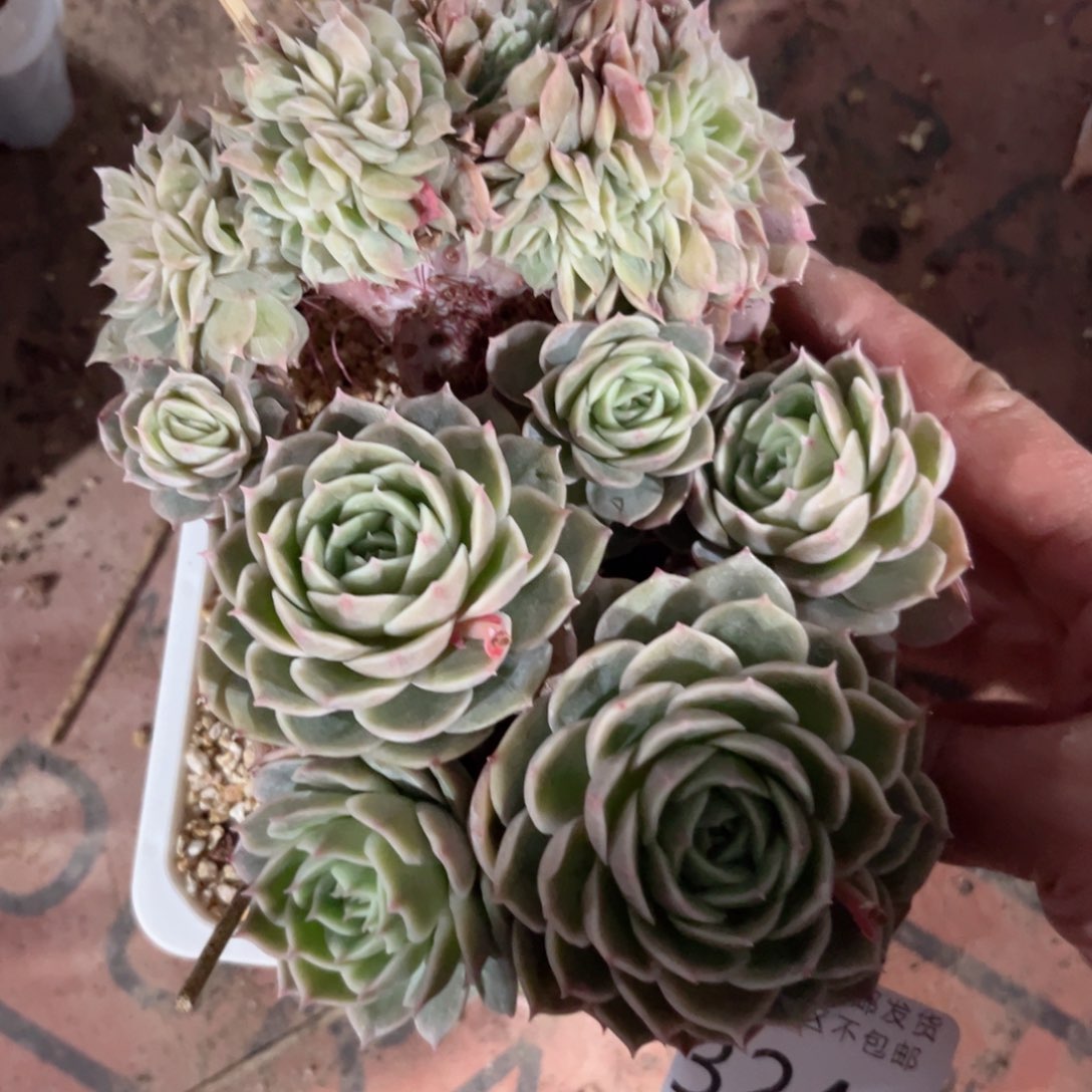 大3241；dv c b vb n