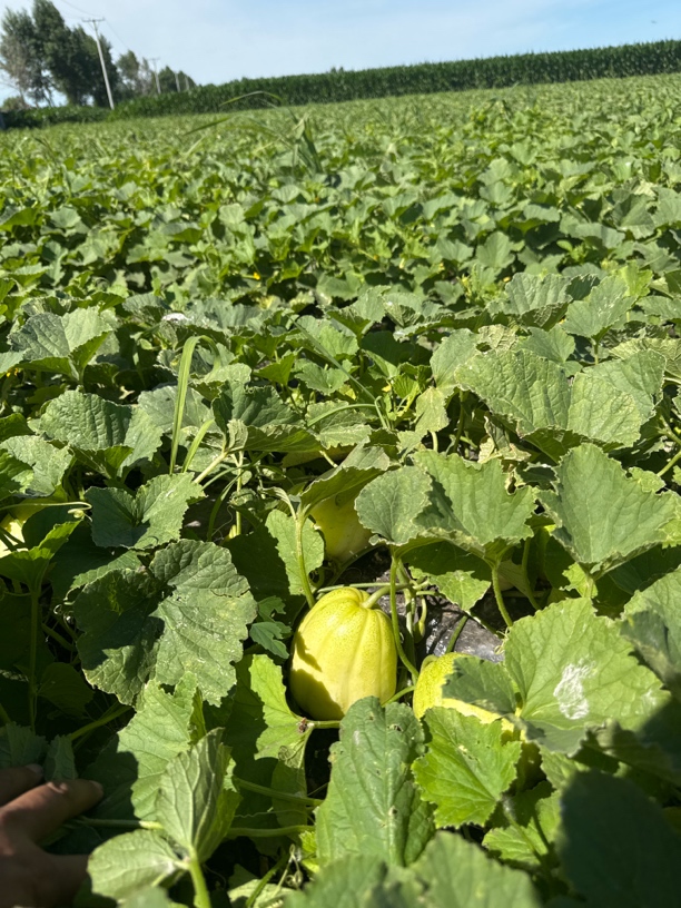 黑龙江大地甜香瓜5斤包邮