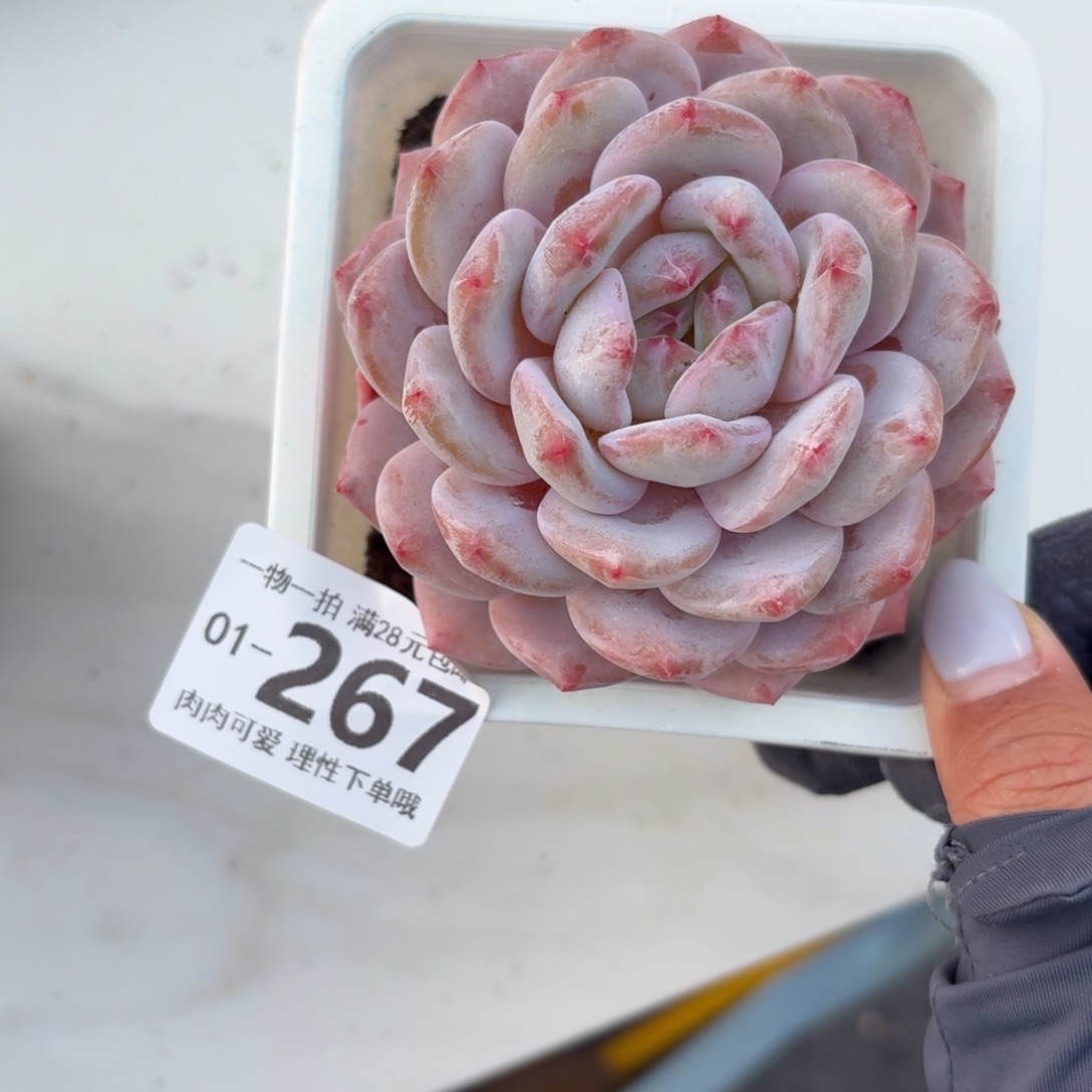 橙梦露无盆土发货无盆