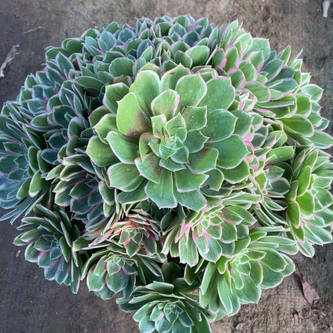 感**心100孔雀翎精品法师老桩