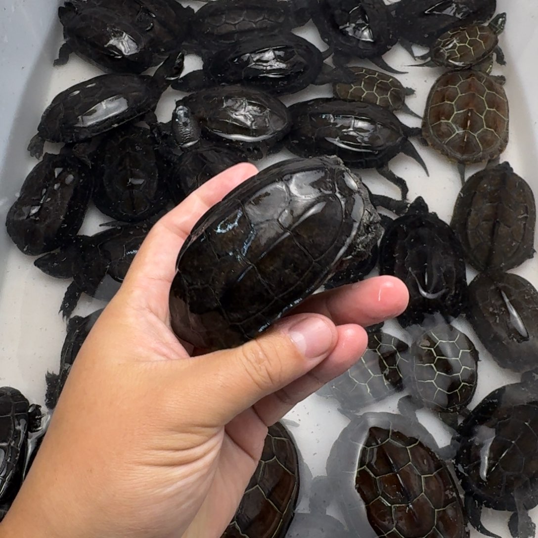 绿毛龟公苏北墨龟