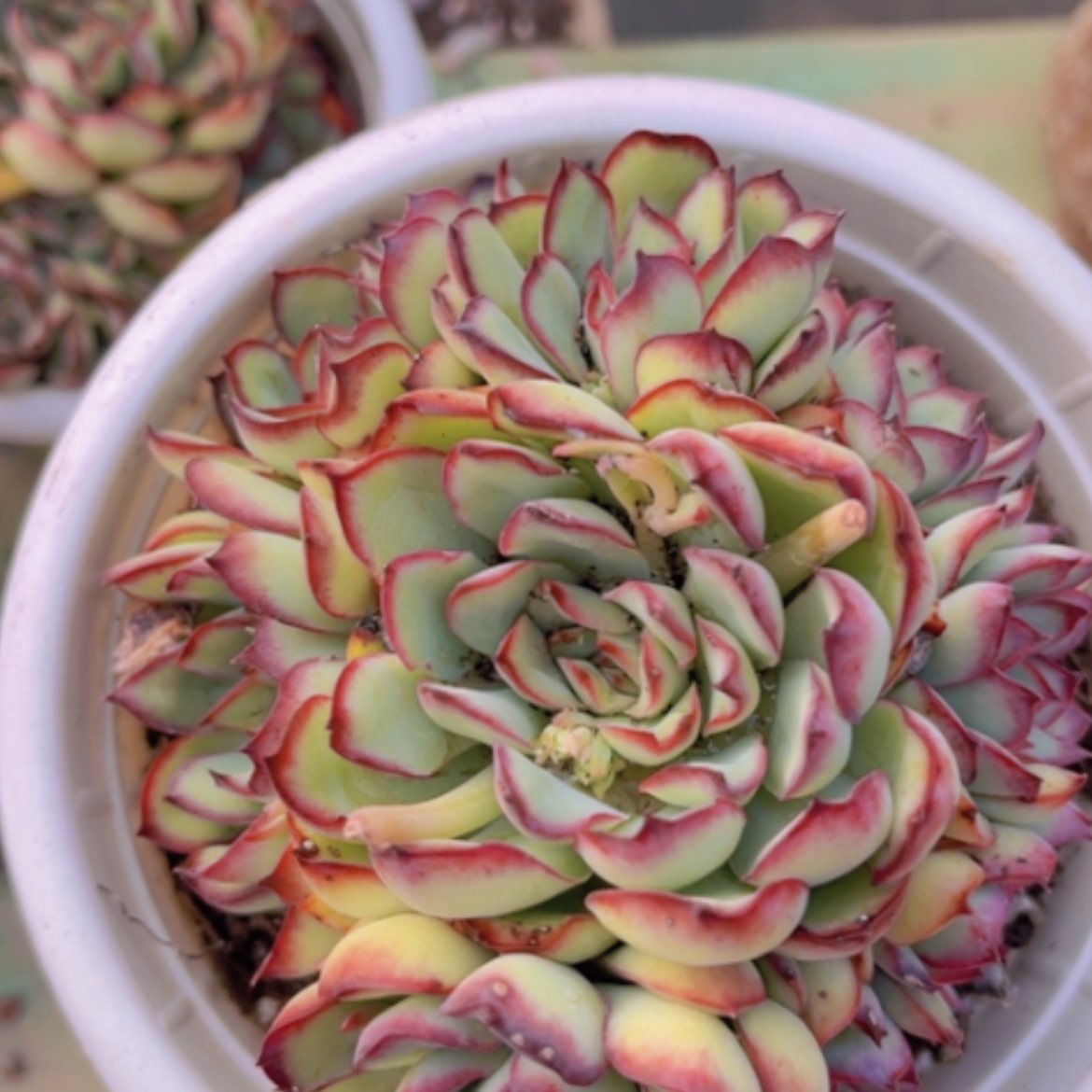 【闪购商品】肉酱玫瑰07223