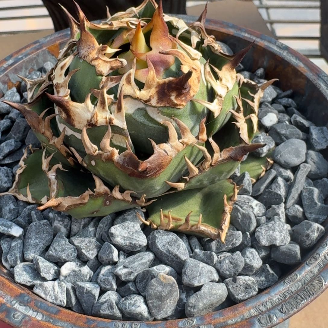 龙舌兰仁王冠火舞