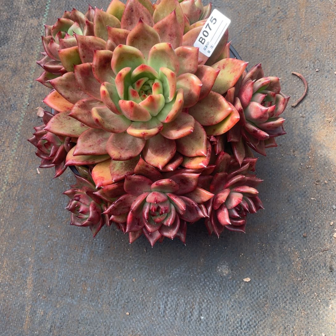 暮***雨无花朵若茹多肉单拍B075