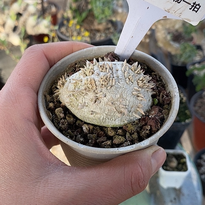 肉*?872惠比带盆一一一一一一一