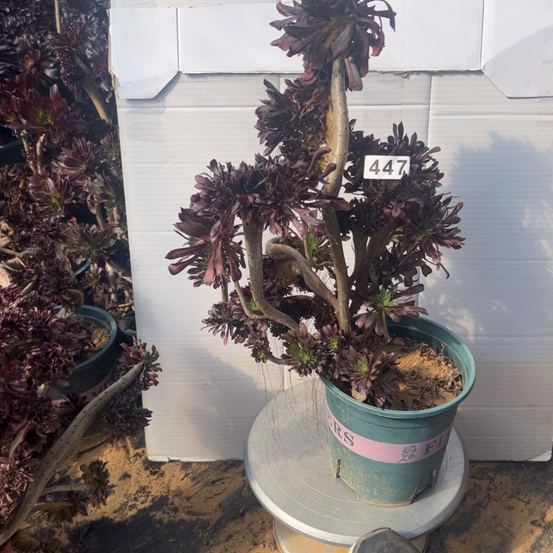 有伤黑缀447高38