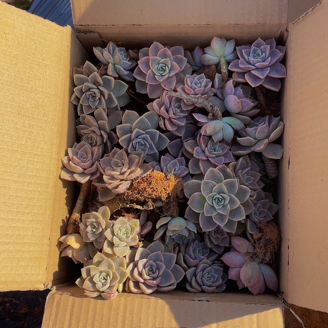 哈利沃森19.8箱拍散拼断枝老桩，掉头断枝不售后