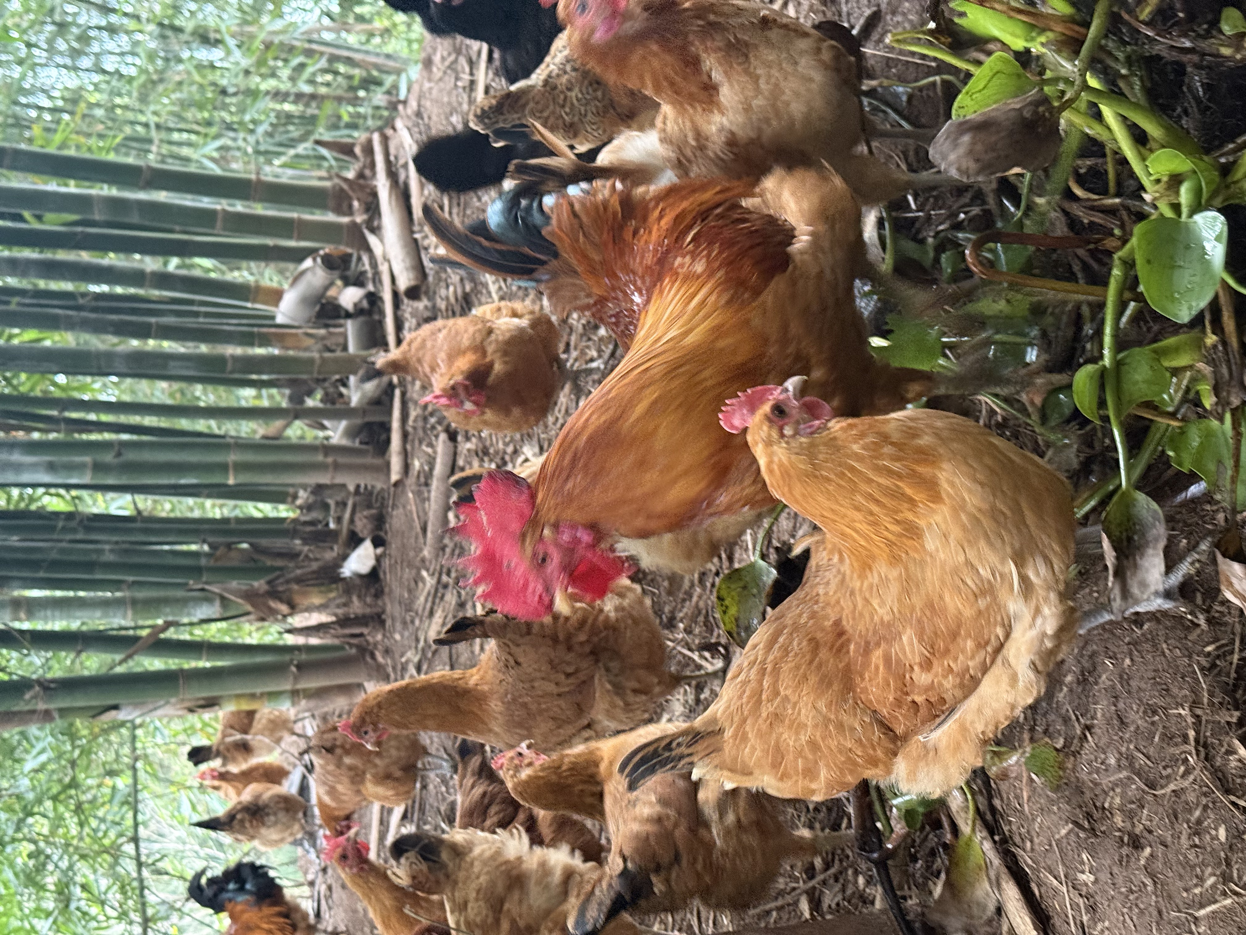 富顺农村林下散养鸡公鸡母鸡散养鸡鲜活屠宰