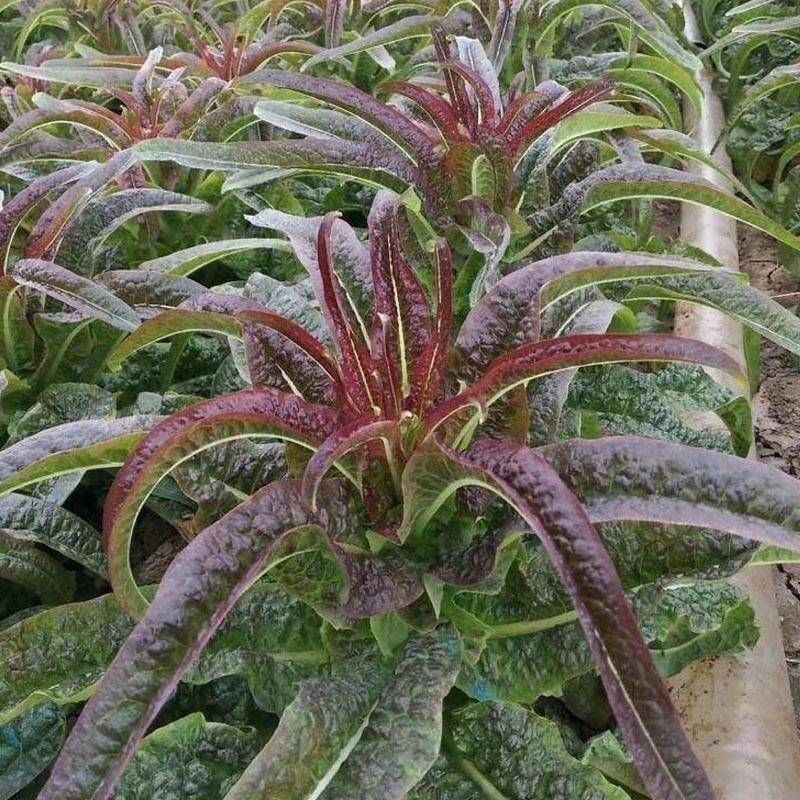 河南露天农家自种紫叶香莴笋3-5进装
