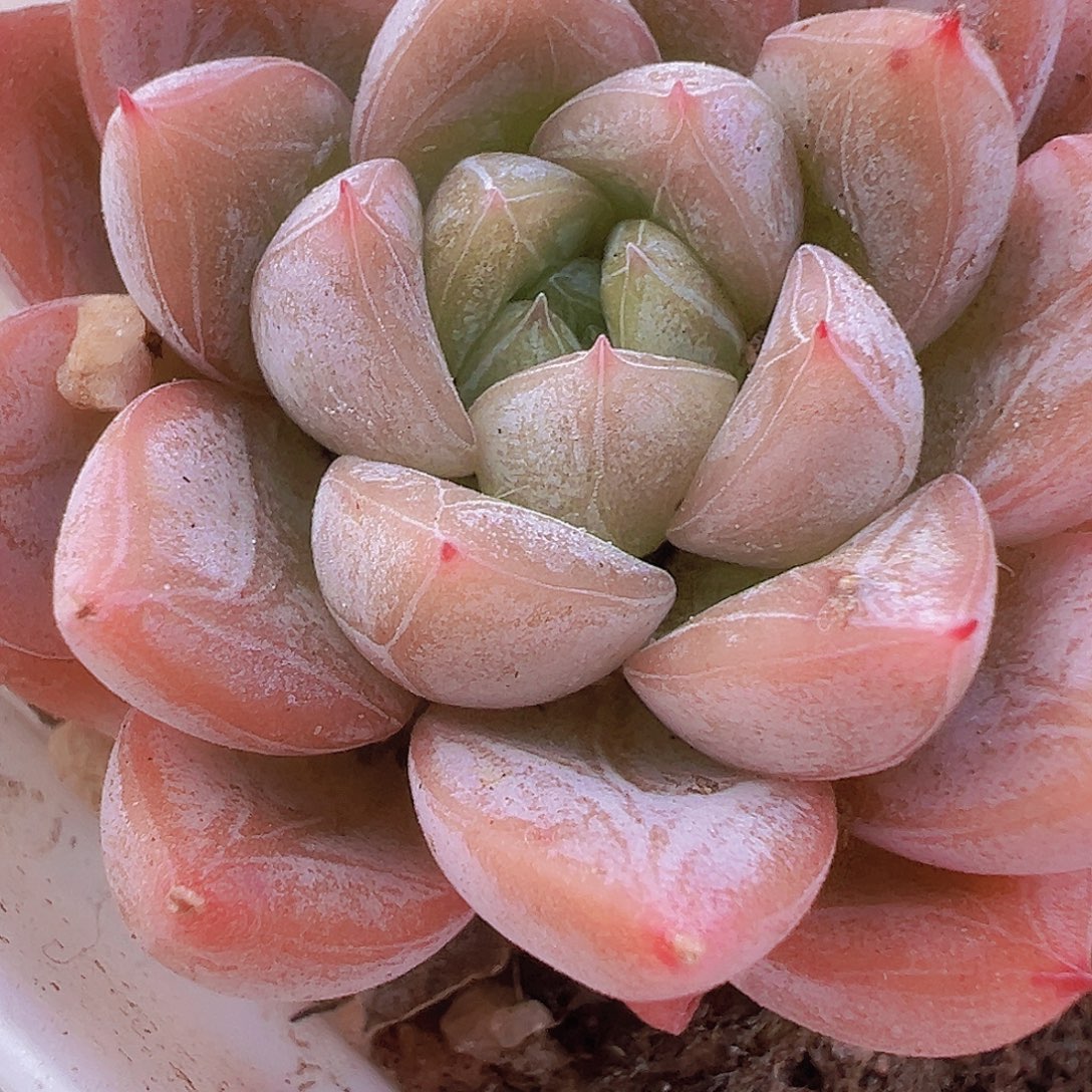 百搭翡翠单头19包邮多肉