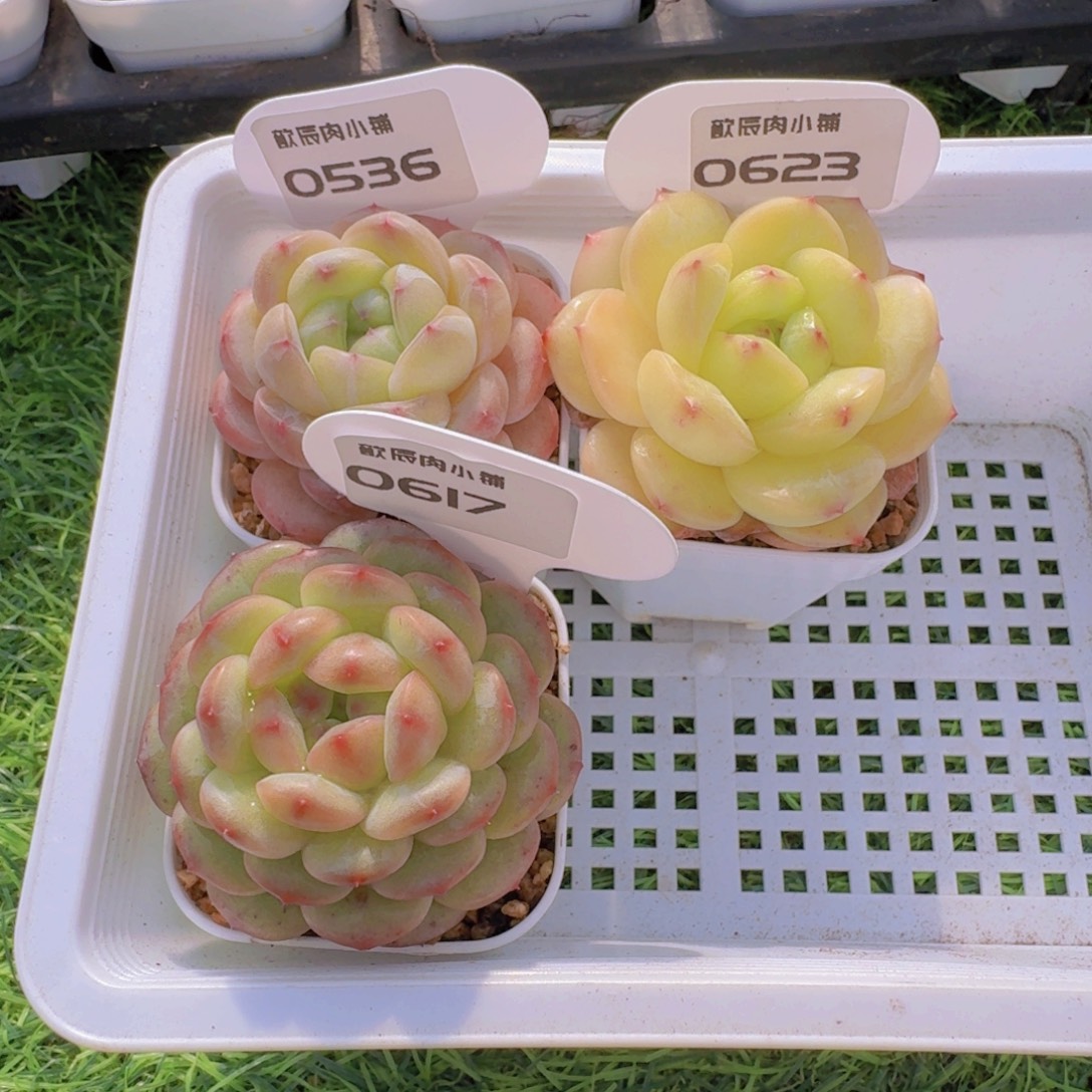 派***星多肉植物杂交三颗0617