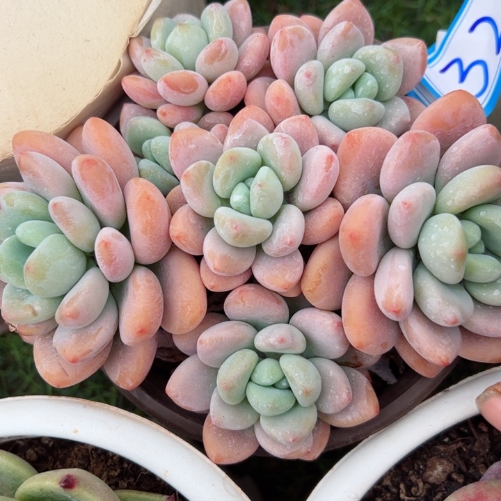 32洛神平平安安健健康康