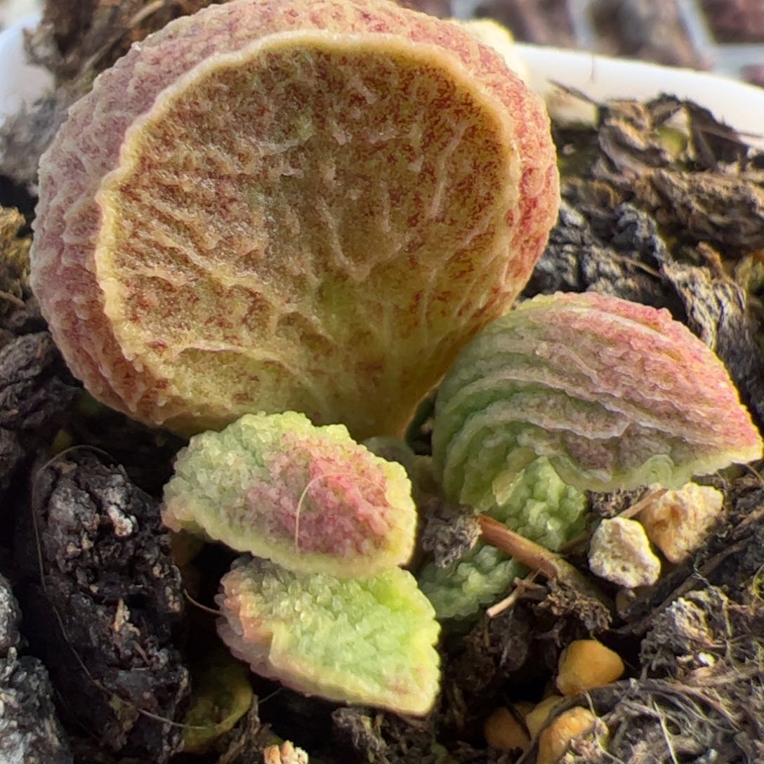 实生低叶苗多肉植物水泡