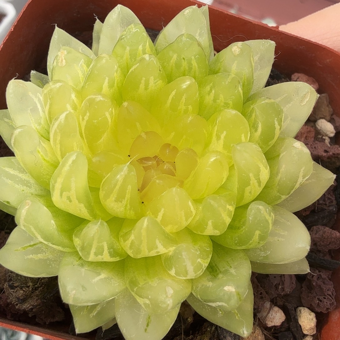 樱变锦，多肉植物。