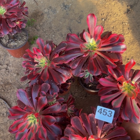 美杜莎5棵3号棚453