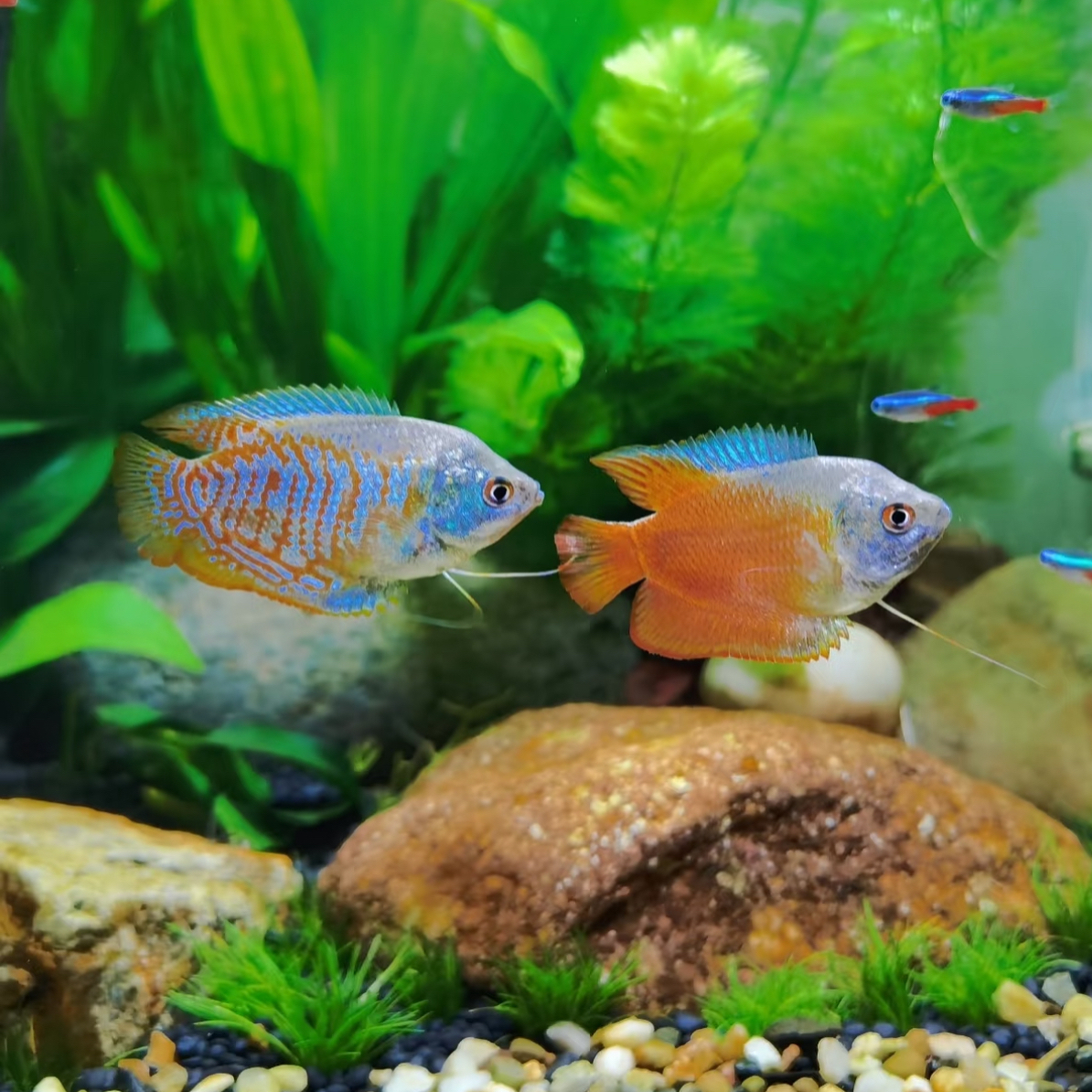 新奇宠物五彩丽丽！红丽丽！小型淡水热带观赏鱼好养耐活新手适用