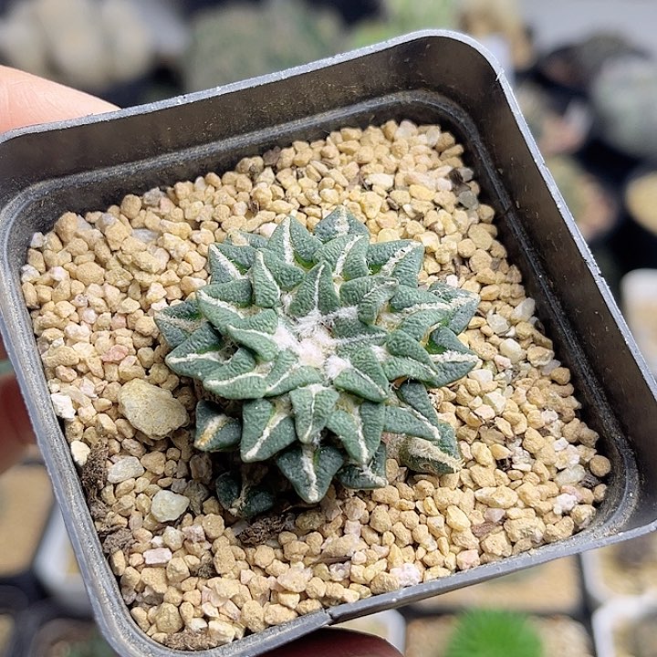 黑牡丹自根养定带盆