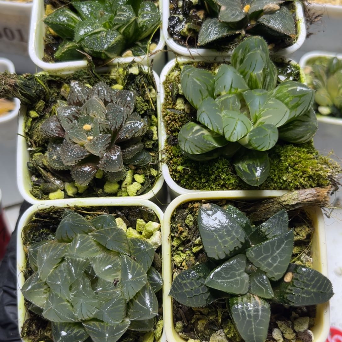十二卷多肉植物130六颗